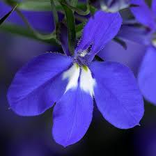 Lobelia Techno Heat Dark Blue
