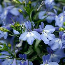Lobelia Techno Heat Light Blue