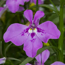 Lobelia Techno Heat Violet Improved