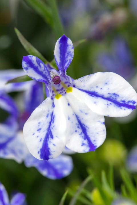 Lobelia_Rift_Blue_001-480×720