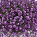 Lobularia Lavender Stream