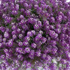 Lobularia Lavender Stream
