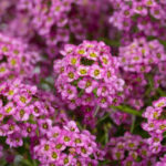 Lobularia Raspberry Stream