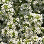Lobularia Snow Princess