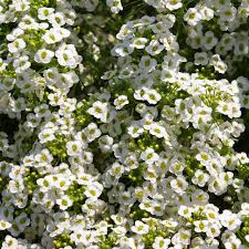 Lobularia Snow Princess