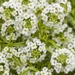 Lobularia White Knight