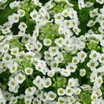 Lobularia White Stream