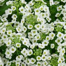 Lobularia White Stream