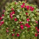 Lophospermum Lofos Compact Rose