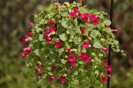 Lophospermum Lofos Compact Rose