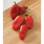 Pepper Lunchbox Red (4 Pack)