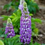 Lupinus Gallery Blue