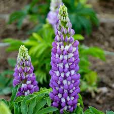 Lupinus Gallery Blue