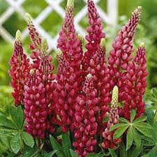 Lupinus Gallery Red