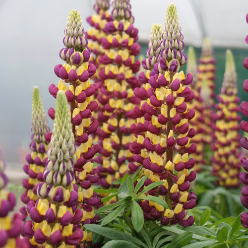 Lupinus Manhatten Lights