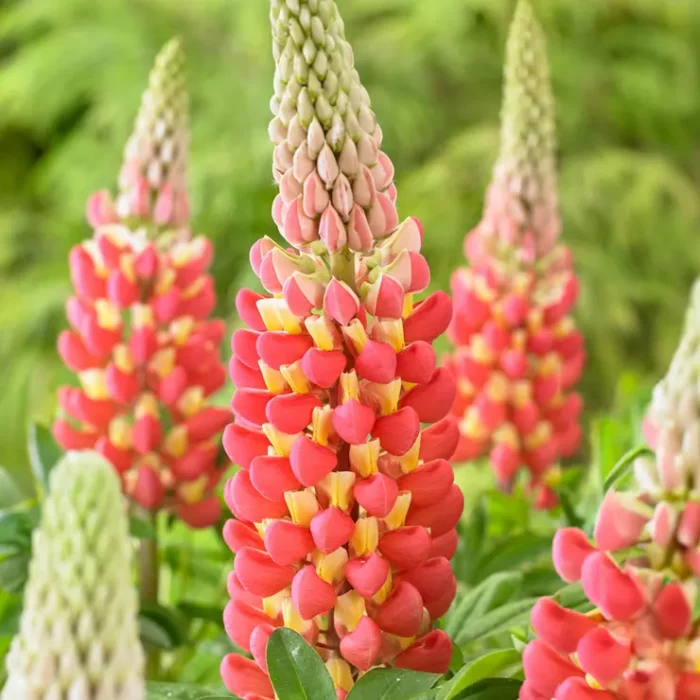Lupinus polyphyllus Tequila Flame
