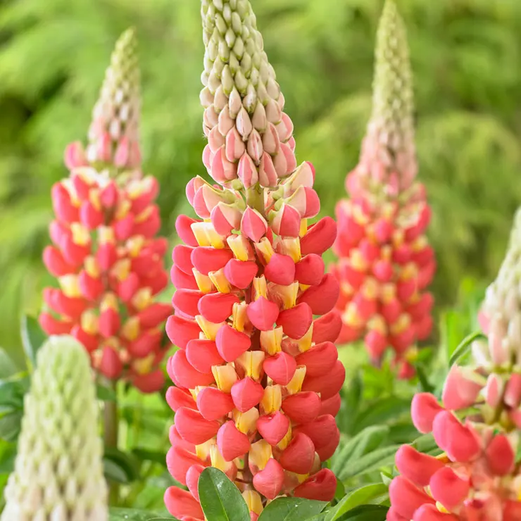 Lupinus polyphyllus Westcountry™ ‘Tequila Flame’