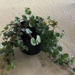 Lysimachia Fancyfillers Indian Mint