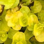 Lysimachia Karat