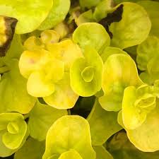 Lysimachia Karat