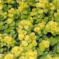 Lysimachia nummularia Goldilocks