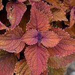 Coleus Main Street Wall Street