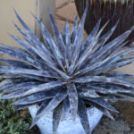 Mangave Moonglow