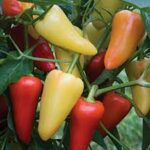 Hot Pepper Mariachi (Single)