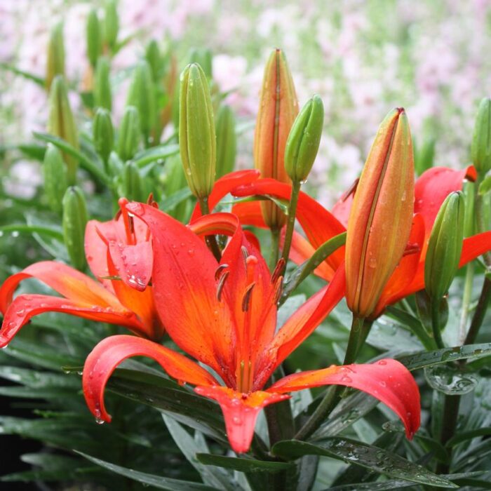 Lilium, Asiatic Matrix