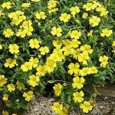 Mecardonia Magic Carpet Yellow
