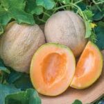 Melon Cantaloupe Burpee Hybrid (Peat Pot)