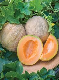 Melon Cantaloupe Burpee Hybrid