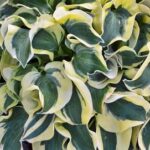 Hosta Miniskirt