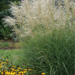 Grass- Miscanthus sinensis Graziella