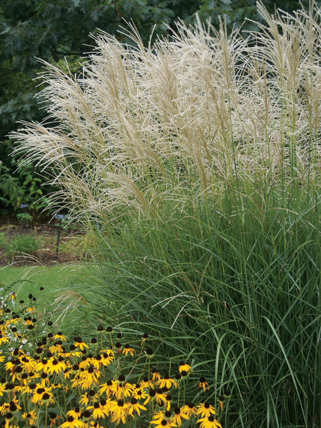 Miscanthus sinensis ‘Graziella’