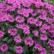 Monarda Marje Purple