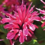 Monarda Marje Rose