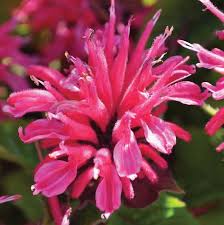 Monarda Marje Rose
