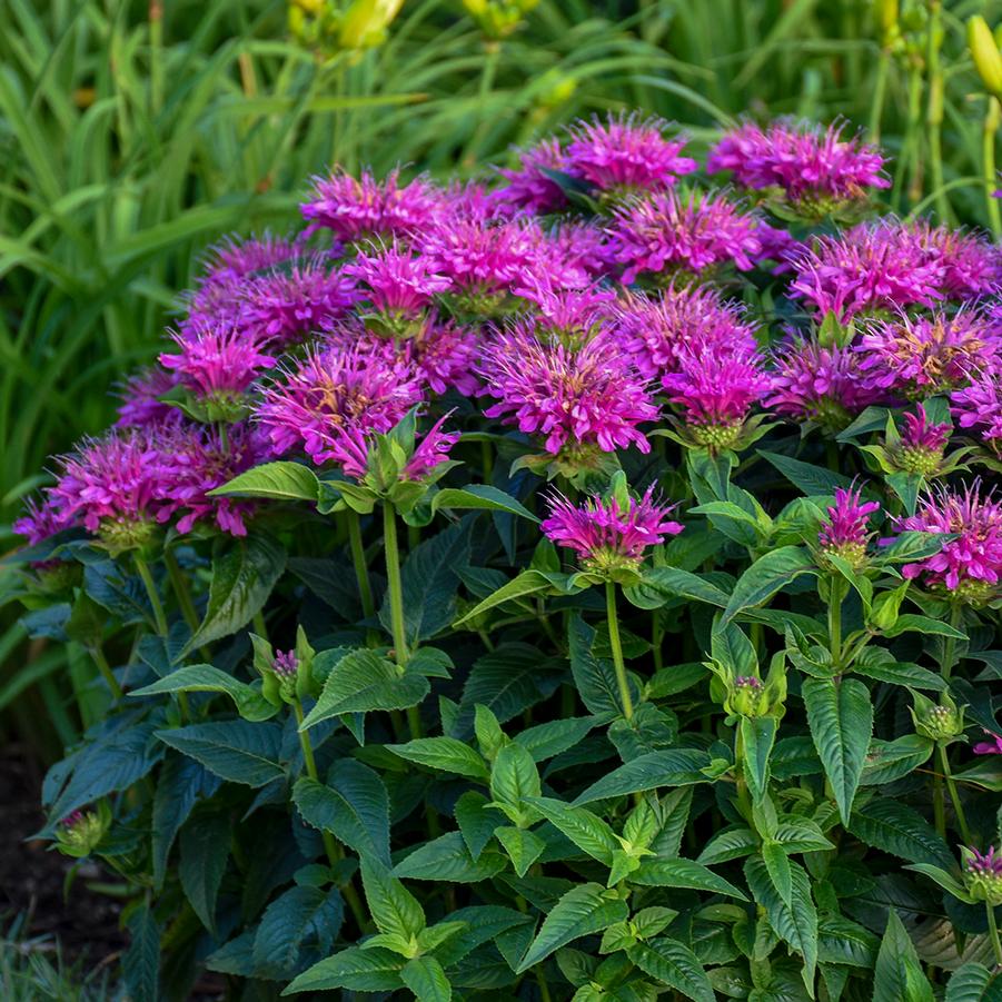Monarda didyma Pardon Me Purple