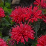 Monarda didyma Pardon Me Cerise