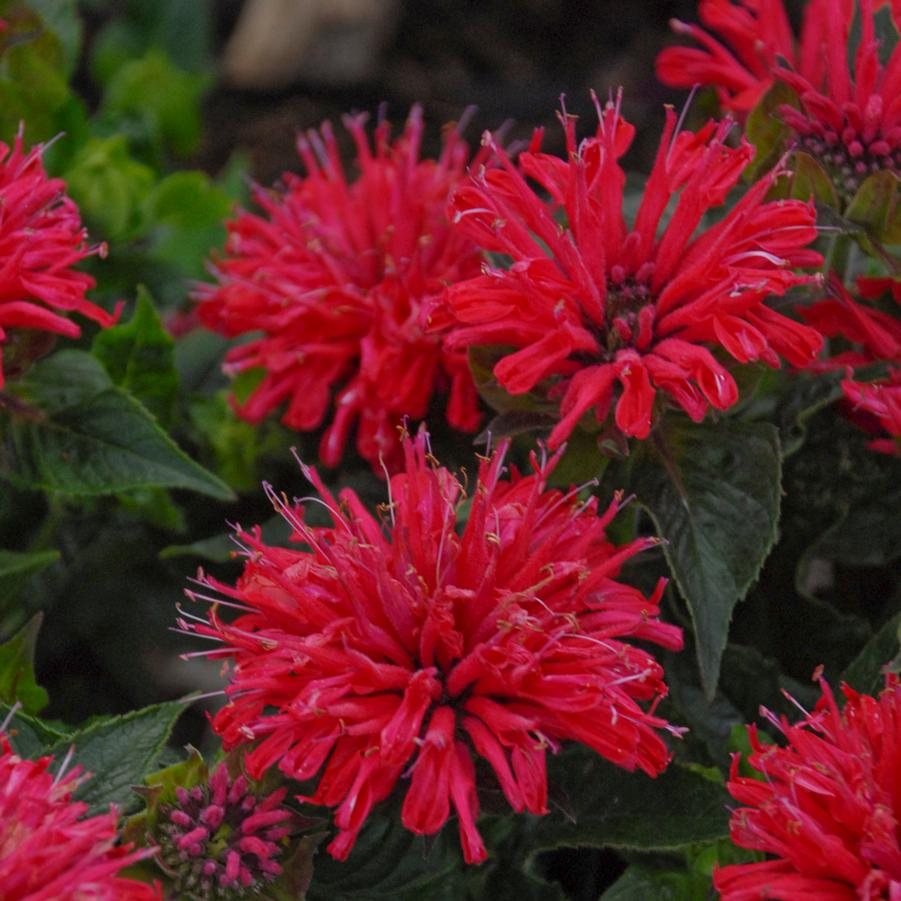 Monarda didyma ‘Pardon My Cerise’