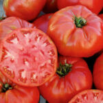 Tomato Heirloom Mortgage Lifter (4 Pack)