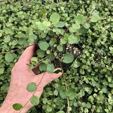Muehlenbeckia Big Leaf