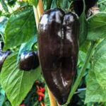 Hot Pepper Mulato Isleno (Single)