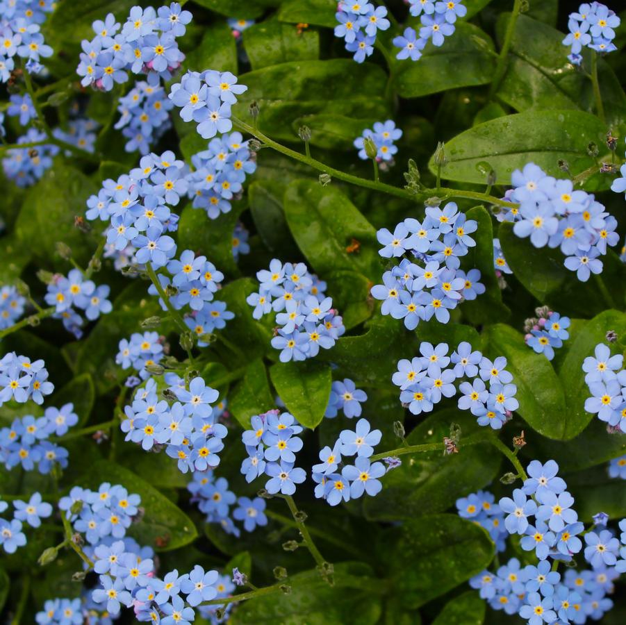 Myosotis sylvatica ‘Victoria Blue’