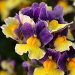 Nemesia fruticans Escential Blueberry Custard