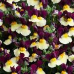 Nemesia fruticans Escential Raspberry Lemonade