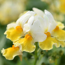 Nemesia fruticans Escential Sunberry