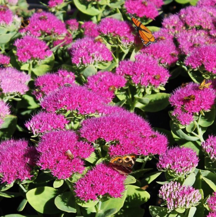Sedum spectabile Neon
