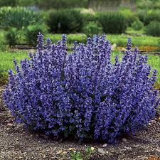 Nepeta ‘Cat’s Pajamas’